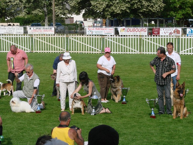 Armani à Campbon 2011 : 3e meilleur chien de l'expo
