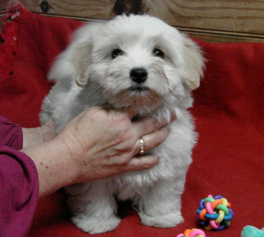 Femelle A disponible