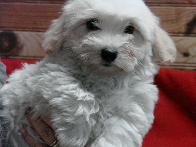 Femelle A disponible