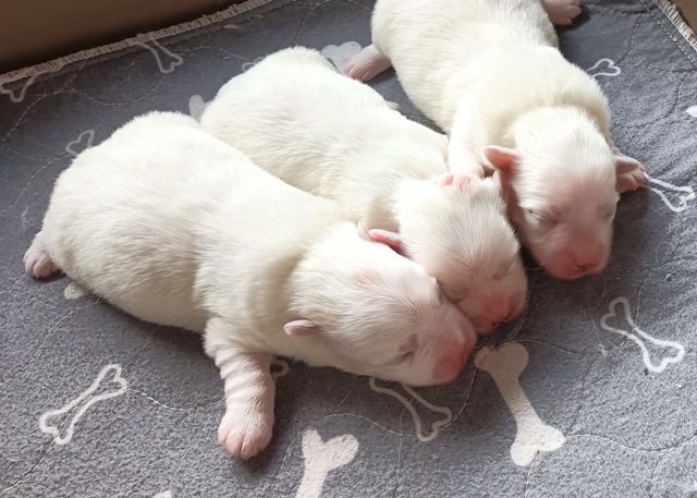 Les 3 filles à la naissance