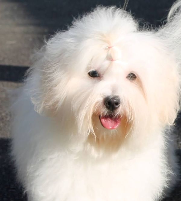 AMARENA CHERRY aujourd'hui