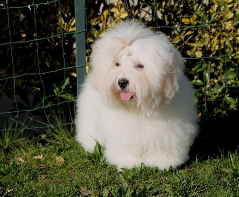 AMARENA CHERRY aujourd'hui