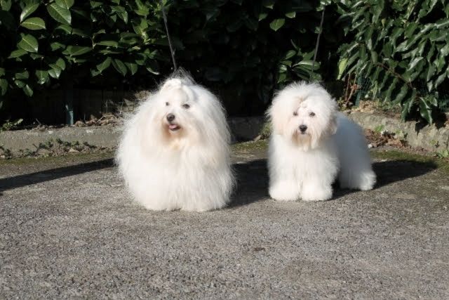 AMARENA CHERRY aujourd'hui en balade avec sa maman TOCCATA