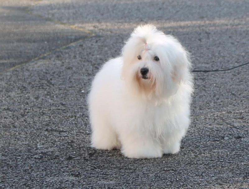 AMARENA CHERRY aujourd'hui