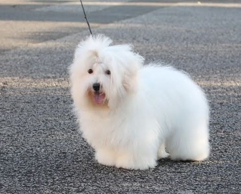 AMARENA CHERRY aujourd'hui