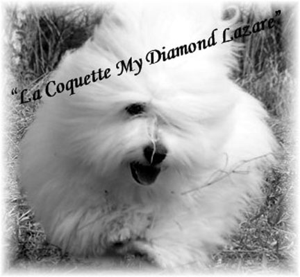 La Coquette My Diamond Lazare
