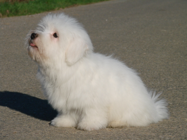 Caruso à 2 mois