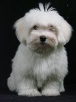 how many puppies can coton de tulear give birth to